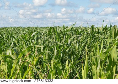 Green Corn Field Ready For Harvest On A Sunny, Cloudy Day