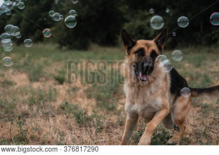 A German Shepherd Plays With Soap Bubbles. The Dog Catches Soap Bubbles With Its Mouth, Games With T
