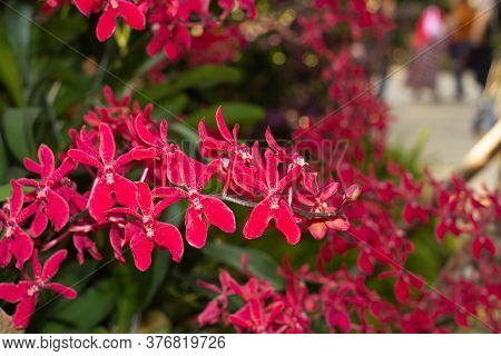 Red Orchids Flower On A Dark Background.orchid Flowers Taken At An Exhibition In Thailand During The