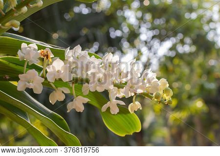White Orchids Flower On A Green And White Bokeh Background.orchid Flowers Taken At An Exhibition In 