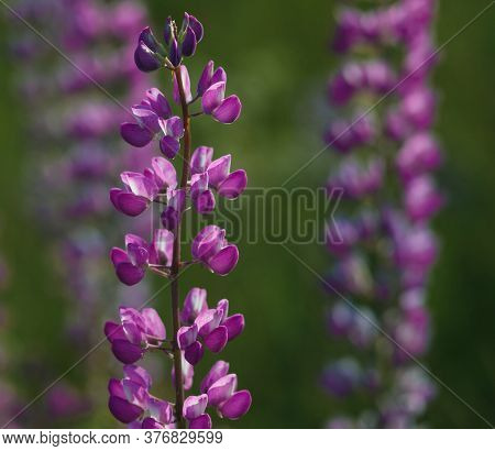 Lupinus Field With Pink Purple, Blue And Violet Flowers. Lupinus Meadow.