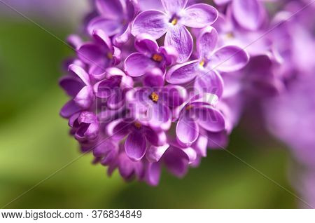 Beautiful Flowering Branch Of Lilac Flowers Close-up Macro Shot With Blurry Background. Spring Natur