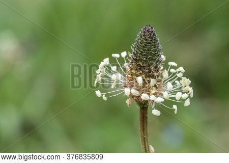 Narrowleaf Plantain (plantago Lanceollata)