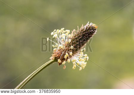 Macro Shot Of A Narrowleaf Plantain (plantago Lanceolata) Plant