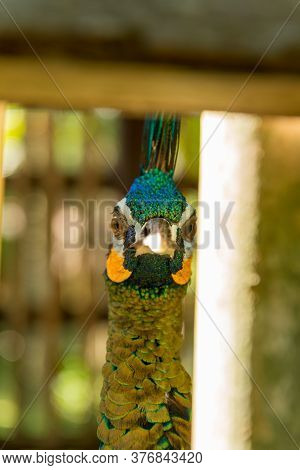 Sanur, Bali Indonesia - April 21, 2013 Lots Of Birds In Bali Bird Park Near Sanur