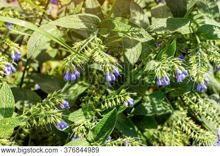 Fresh Blue Brunnera Blossoming Flowers On Green Leaves Background In The Garden In Spring.