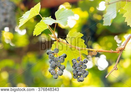 Clopse Up Of Ripening Grape Fruit On Vine Branches In Summer Garden.