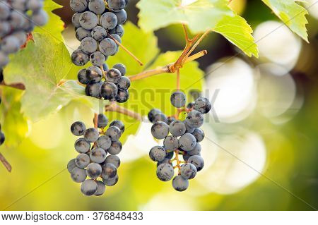 Clopse Up Of Ripening Grape Fruit On Vine Branches In Summer Garden.