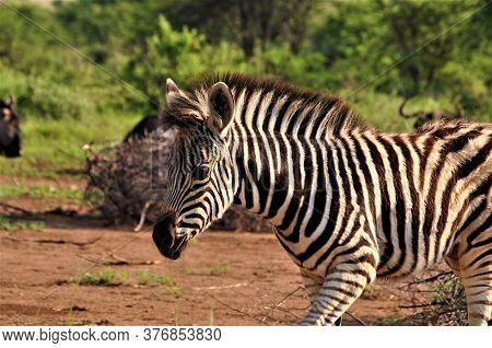 A Zebrafoal In The Savannah Side View