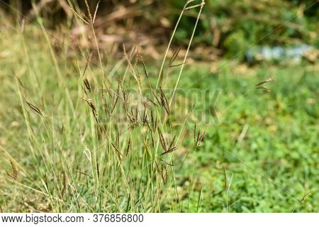 Dichanthium Annulatum Is A Species Of Grass. It Is Commonly Used As A Forage For Livestock.