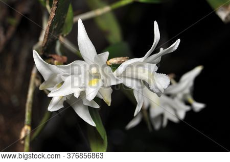 Nature White Dendrobium Crumenatum Or Pigeon Orchid In Garden