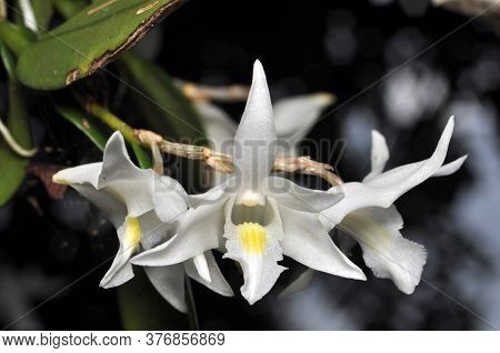 Nature White Dendrobium Crumenatum Or Pigeon Orchid In Garden
