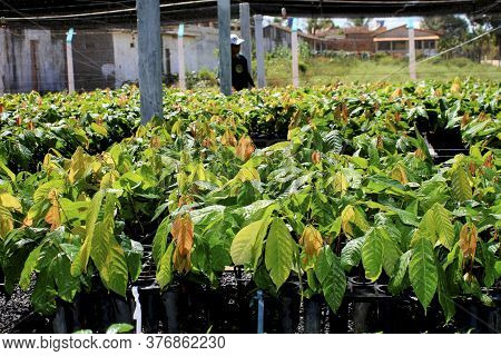 Itamaraju, Bahia / Brazil - September 4, 2008: Nursery Of Cocoa Seedlings Resistant To Brucha Broom 