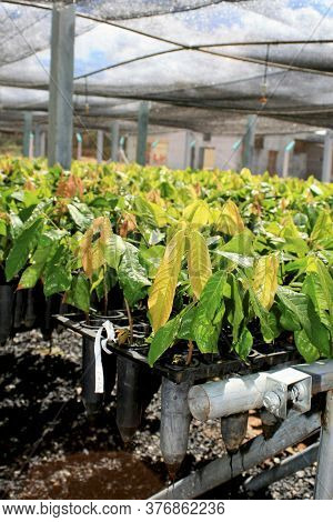 Itamaraju, Bahia / Brazil - September 4, 2008: Nursery Of Cocoa Seedlings Resistant To Brucha Broom 