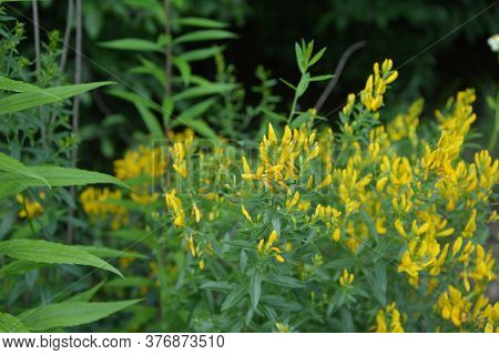 Flowers Yellow Genista Tinctoria.flowering Dyers Broom (genista Tinctoria).