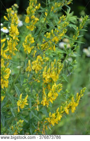 Flowers Yellow Genista Tinctoria.flowering Dyers Broom (genista Tinctoria).