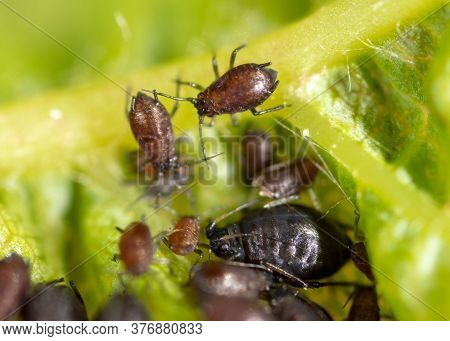 Close-up Of Aphids On A Leaf Of A Tree. Macro