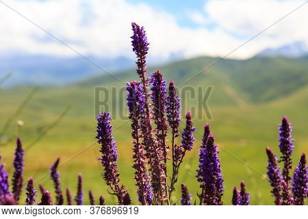Sage Flowers Herb. Field With Wild Flowers Of Medicinal Sage.