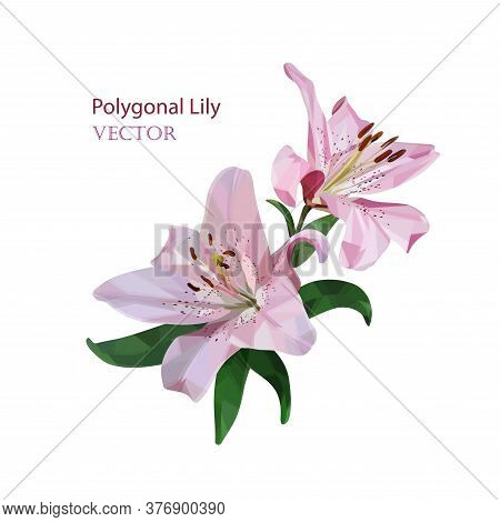 Two Blossoming Flowers Of Pink Lily Close-up On A White Background. Low Poly Vector Illustration For
