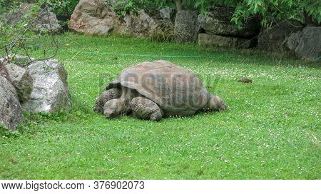 Galapagos Giant Tortoise, Chelonoidis Eating Grass. It Is The Largest Living Species Of Tortoise. It