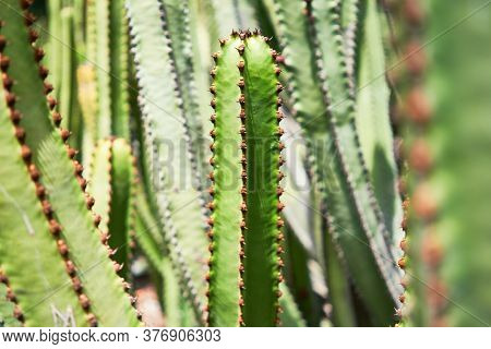 Close up of succulent green cactus at botanical garden