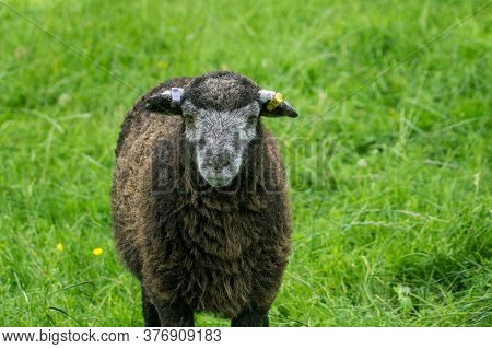 Herdwick Lamb Lying Down In The Heat Of A Summers Day Looks Straight At The Camera
