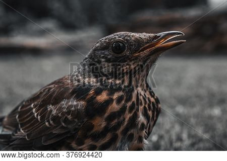 Young Thrush Bird Out Of Town. Open Beak Thrush. Wild Nature. Macro. Dark Epic Editing