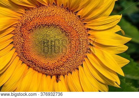 Summer Giant Sunflower With Bee, Tuscany Italy