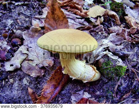 Close Up Of Xerocomus Subtomentosus On A Woodland Floor