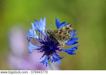 Mallow Skipper, Carcharodus Alceae, Sitting On Blue Cornflower Blossom