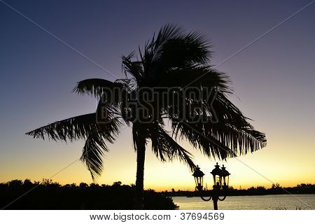 Palm Tree at Sunrise