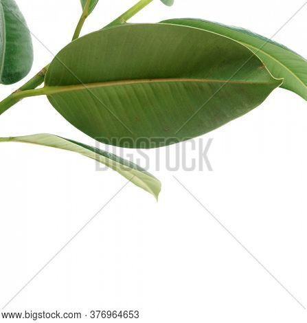 Pipal. Rubber Plant Leaves on white background. Ficus plant