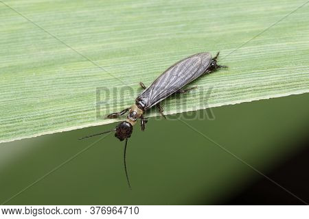 Photo Of A Webspinner Insect (oligotoma Saundersii) Peeping Down From A Sugarcane Leaf