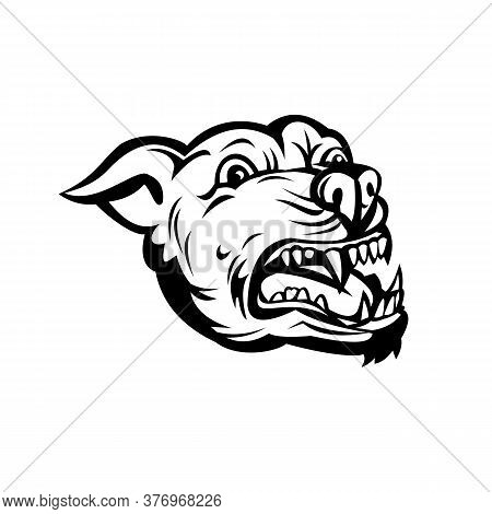 Retro Style Illustration Of A Head Pit Bull Or Pitbull, A Common Name For A Type Of Dog Descended Fr