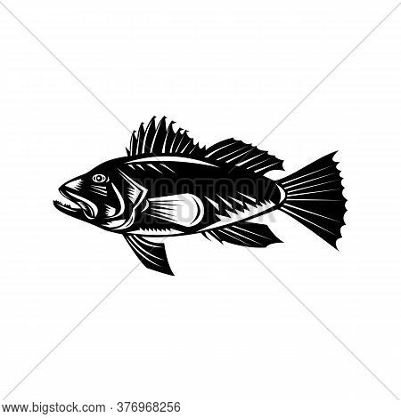 Retro Woodcut Style Illustration Of A Black Sea Bass (centropristis Striata), An Exclusively Marine 