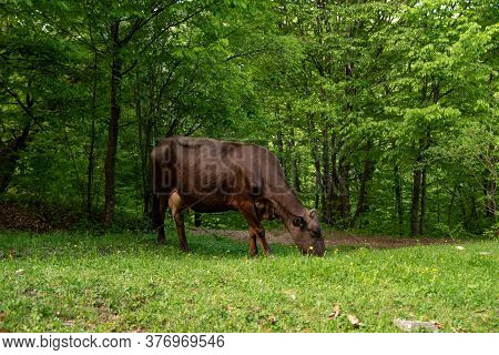 Cow In The Forest. Brwon Cow On The Green Grass