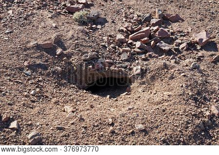 Hole In The Ground That Is A Home For Egyptian Mastigure Lizard