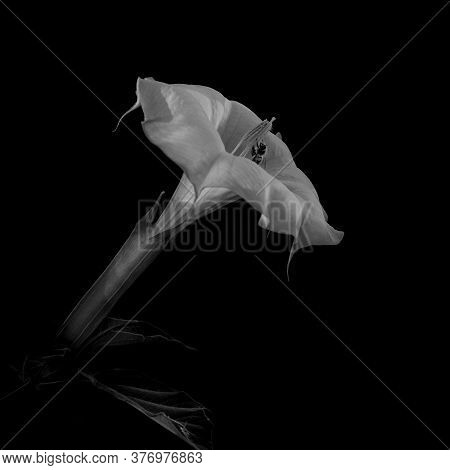 Datura Flower And Bee; In Black And White: Slective Focus And Close-up View Of White Datura In Monoc