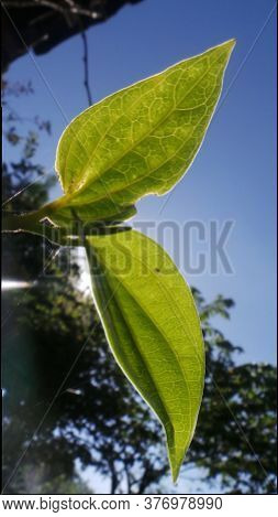 Green Leaf With A Blue Sky Background