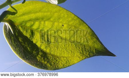 Green Leaf With A Blue Sky Background