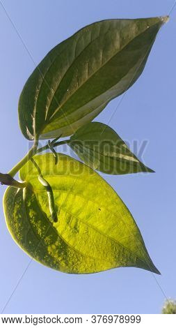 Green Leaf With A Blue Sky Background
