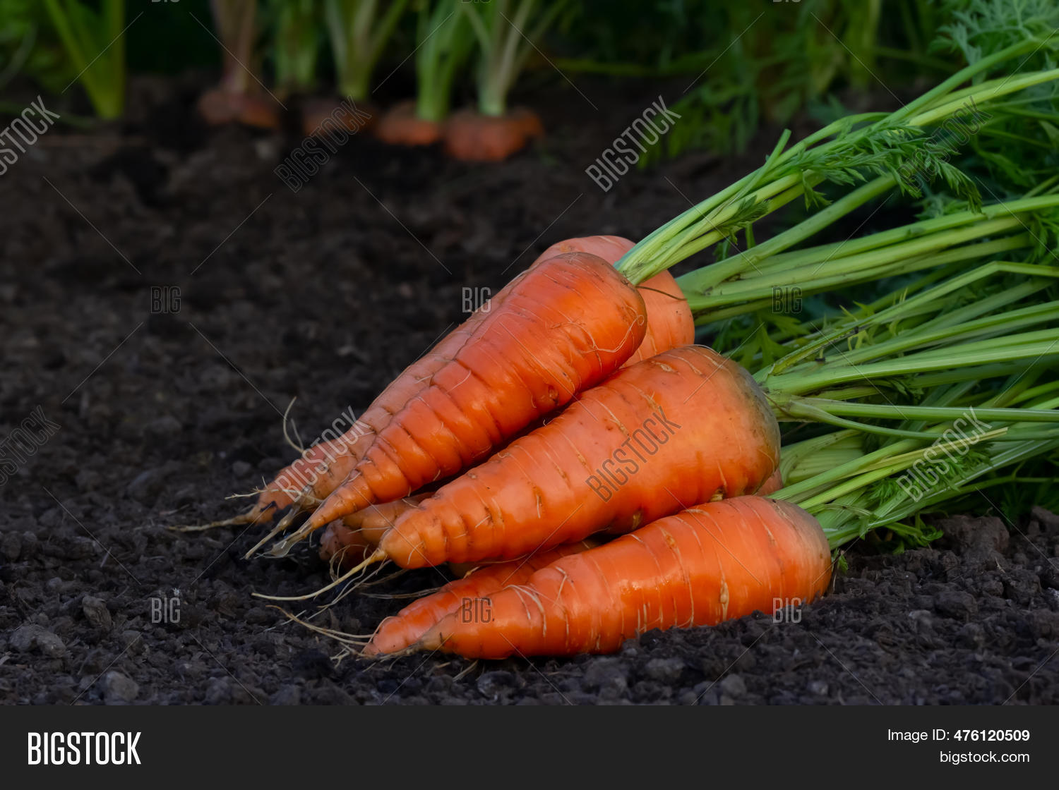 Carrot In The Ground