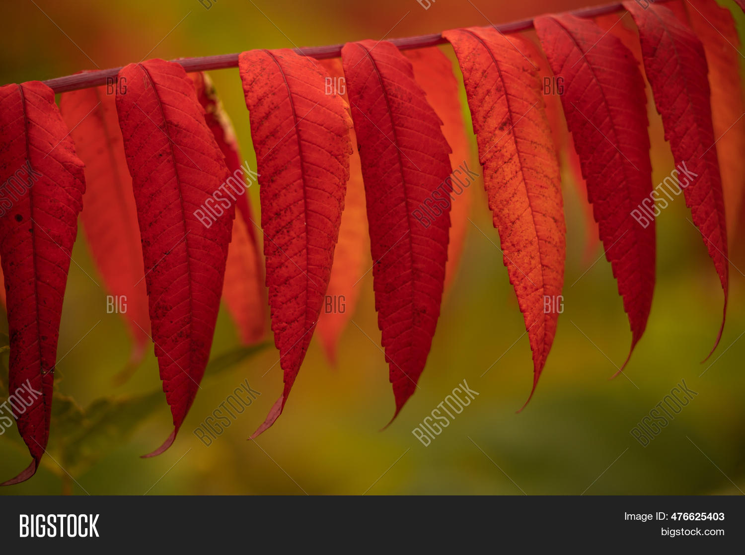 Line Sumac Leaves Image & Photo (Free Trial) | Bigstock