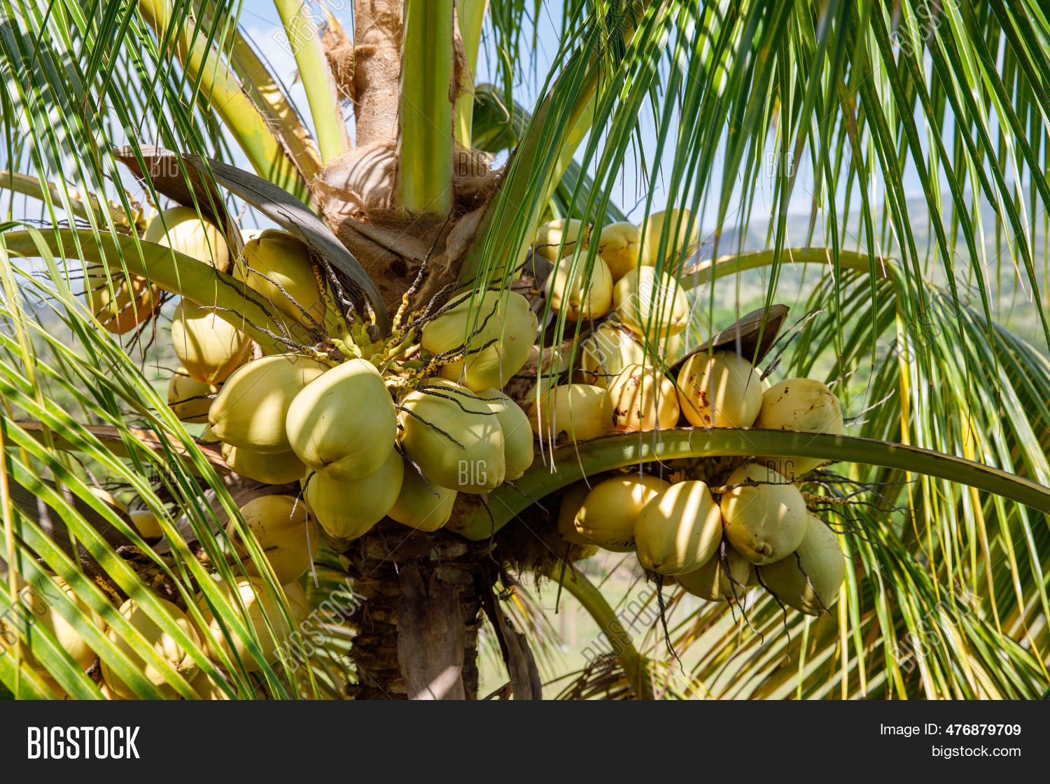 Rich Harvest Coconuts Image & Photo (Free Trial) | Bigstock