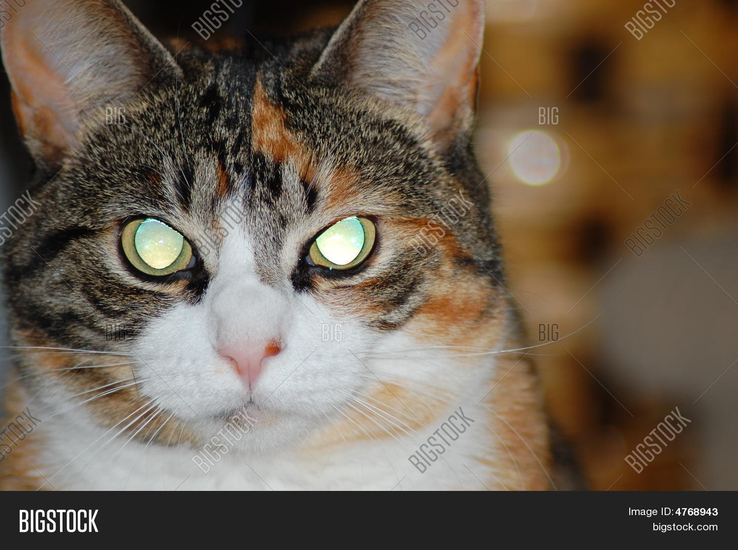 Stare Me Down Image & Photo (Free Trial) Bigstock