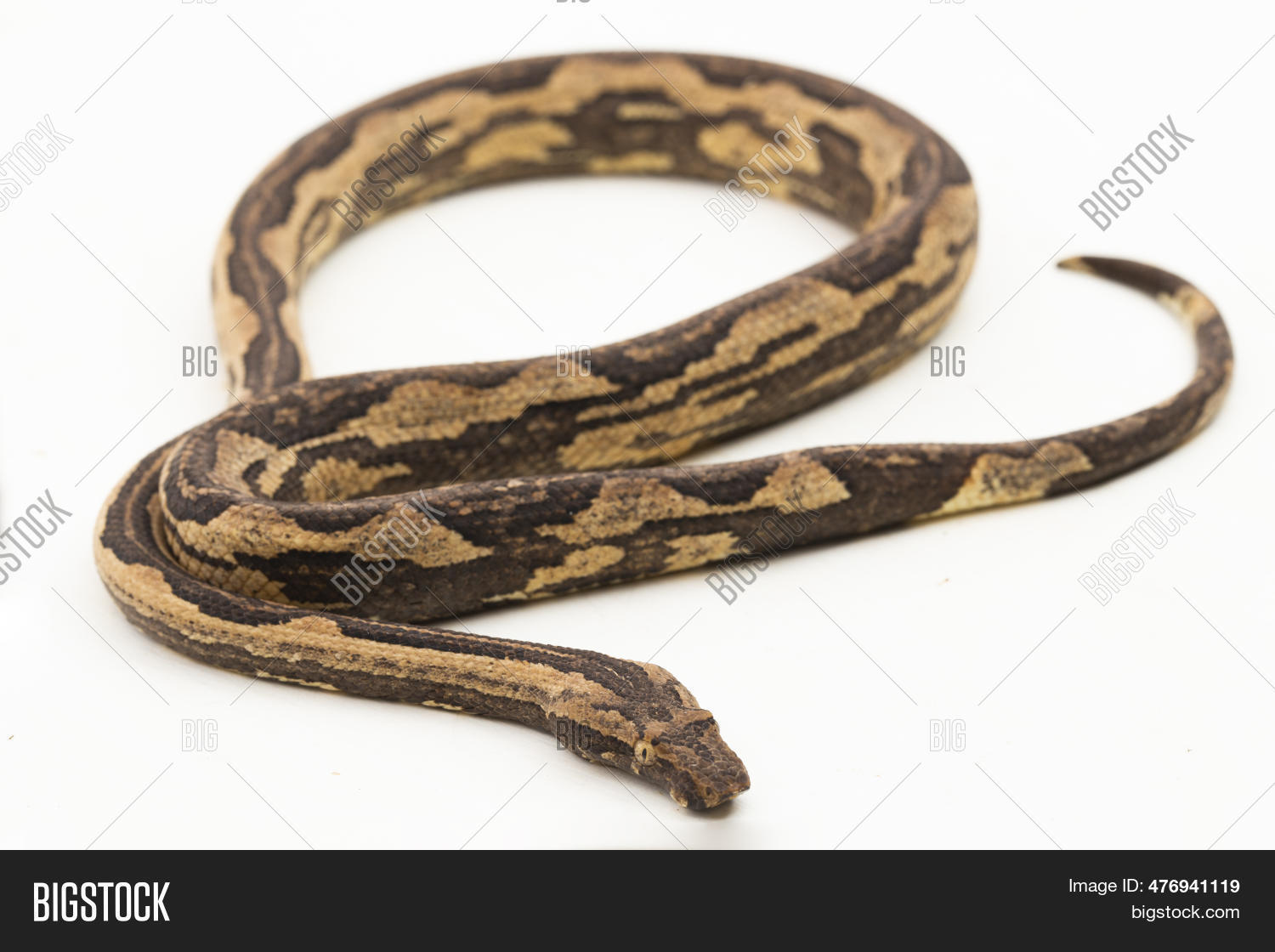 Candoia Indonesian Tree Boa Image & Photo (Free Trial) | Bigstock