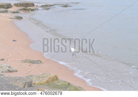 Heron, Bittern Or Egret Or Pelecaniformes On The Beach Or Sea Background Or Beach Background