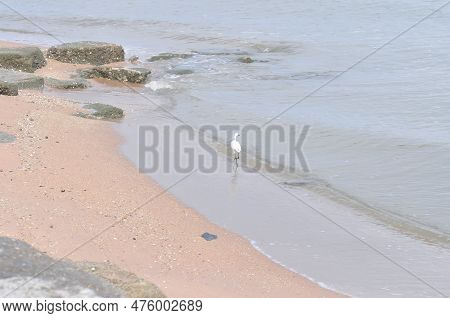 Heron, Bittern Or Egret Or Pelecaniformes On The Beach Or Sea Background Or Beach Background