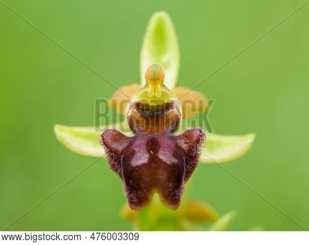 Closeup Of An Early Spider Orchid (ophrys Sphegodes) On A Sunny Day In Spring, Vienna (austria)