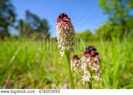 Closeup Of A Burnt Orchid (orchis Ustulata) On A Sunny Day In Spring, Vienna (austria)